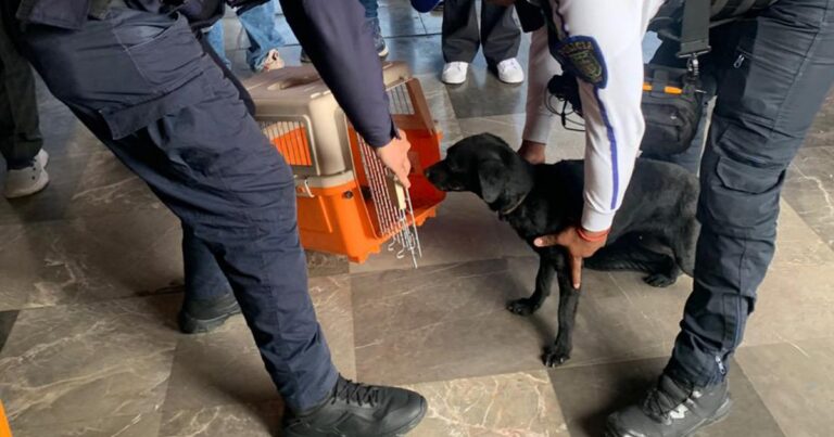 Metro CDMX: rescatan a perrito que cayó a zona de vías de Línea A