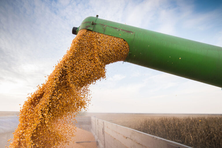 Maíz, soja y trigo, con precios en baja