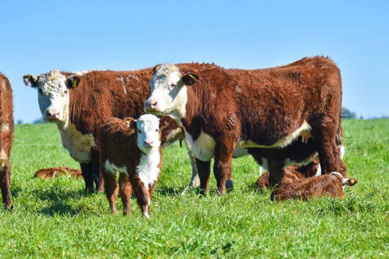 Aftosa: se conoció el avance que tiene cada laboratorio con la nueva vacuna