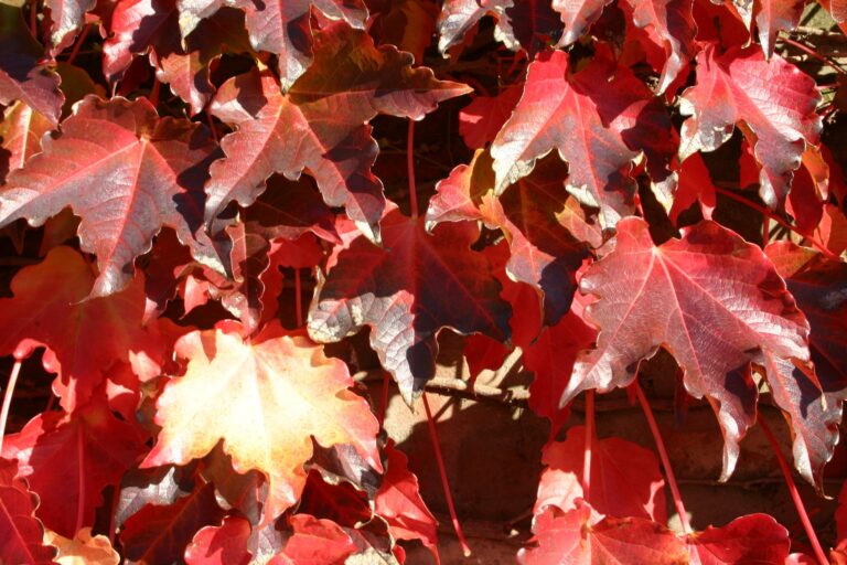 Cómo adaptar el jardín a las condiciones climáticas del otoño