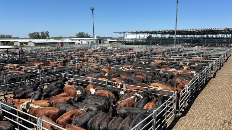 Vacunos: cierre de semana en alza en el Mercado Agroganadero de Cañuelas