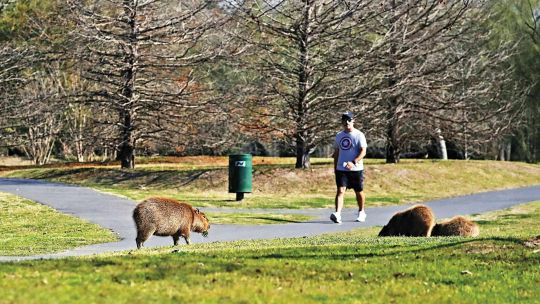 Carpinchos, el dilema