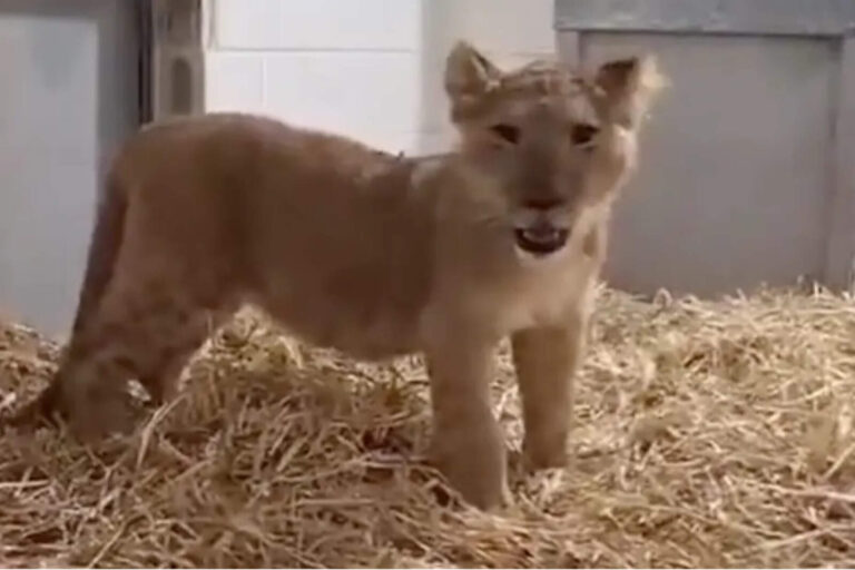 Aberrante: un cachorro de león desnutrido fue rescatado de una aldea palestina