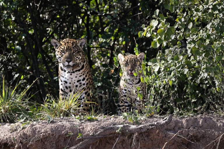 Después de 30 años volvió a nacer un yaguareté en el Chaco argentino