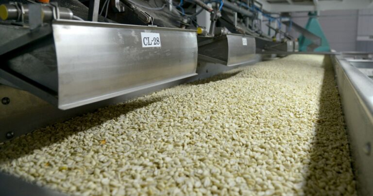 Argentina lidera el mercado mundial de maní:               el sector, que se concentra en Córdoba, exporta por más de US$ 1.000 millones por año