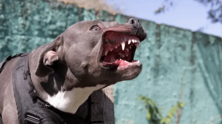 Mendoza: cinco perros pitbull atacaron a un neurocirujano