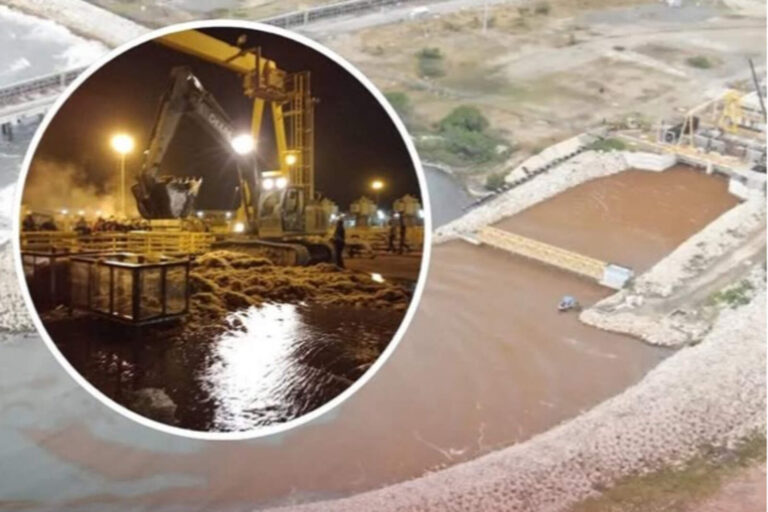 Punta Catalina detiene unidad 1 por obstrucción del sargazo