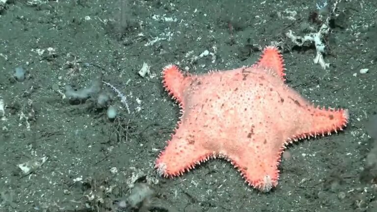 Investigadores del CONICET hallaron otra estrella «culona» y bromearon sobre el ejemplar: «No hizo mucho ejercicio»