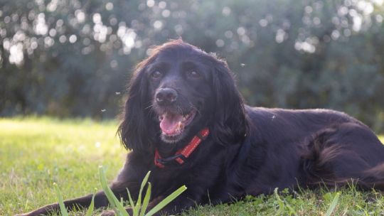 Cómo proteger a nuestras mascotas de las moscas y los mosquitos?