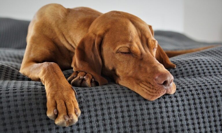 Por qué los perros giran en círculos antes de acostarse: la explicación que revela su instinto