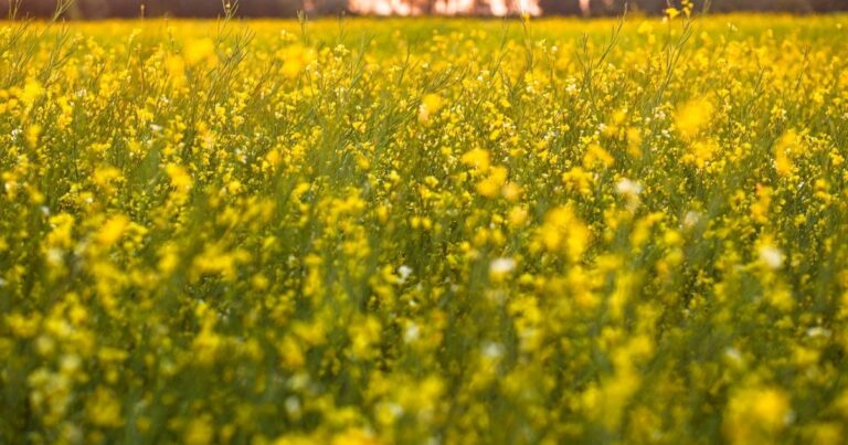 Caputo destaca récord agropecuario y prevé fuerte aumento exportador