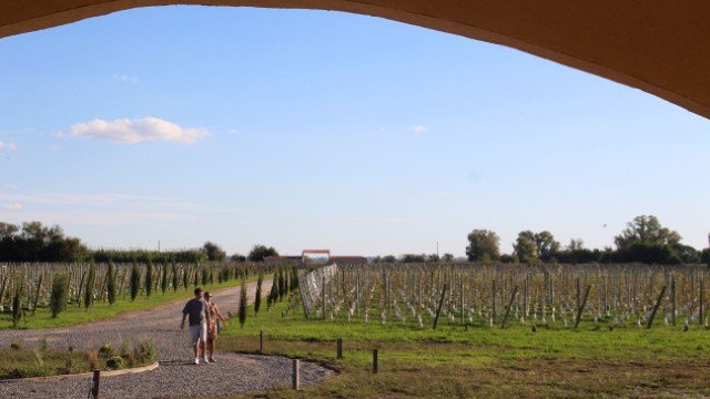 Viñedo en Carlos Keen, partido de Luján, provincia de Buenos Aires
